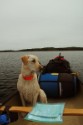 Ruby wet in the canoe.jpg